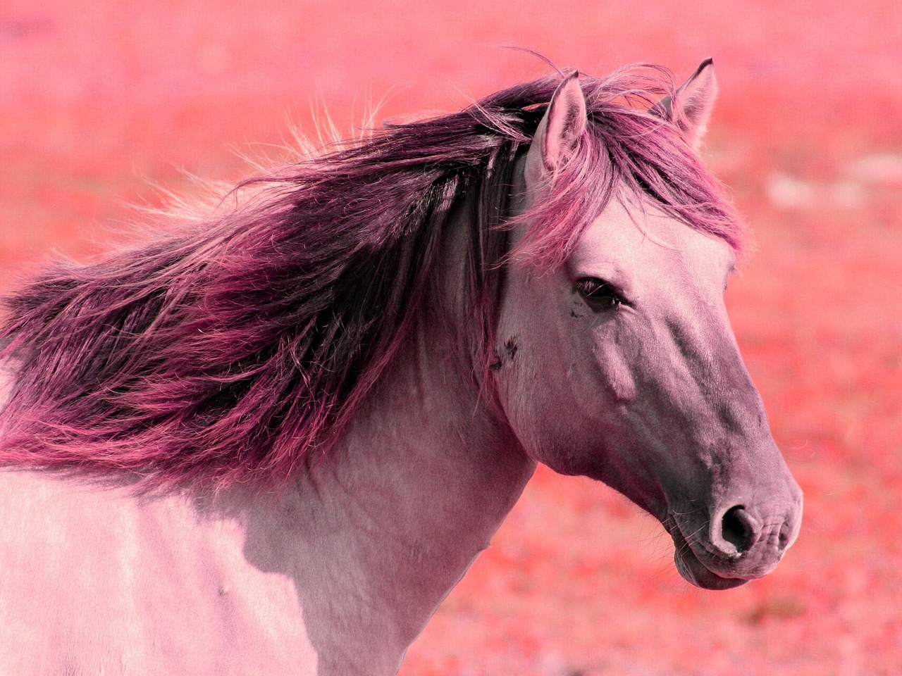 Horse Red Pink