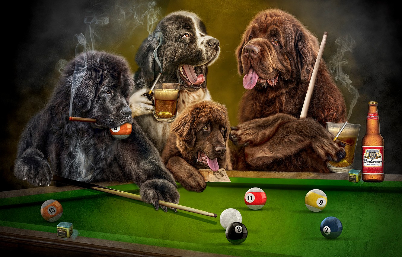 Wallpaper language, dogs, look, the dark background, rendering, table, stay, balls, the game, smoke, beer, dog, club, Billiards, art, divers image for desktop, section рендеринг