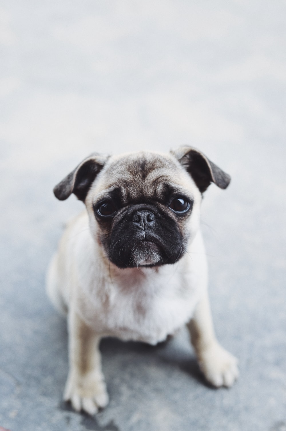 Pug Picture. Download Free Image