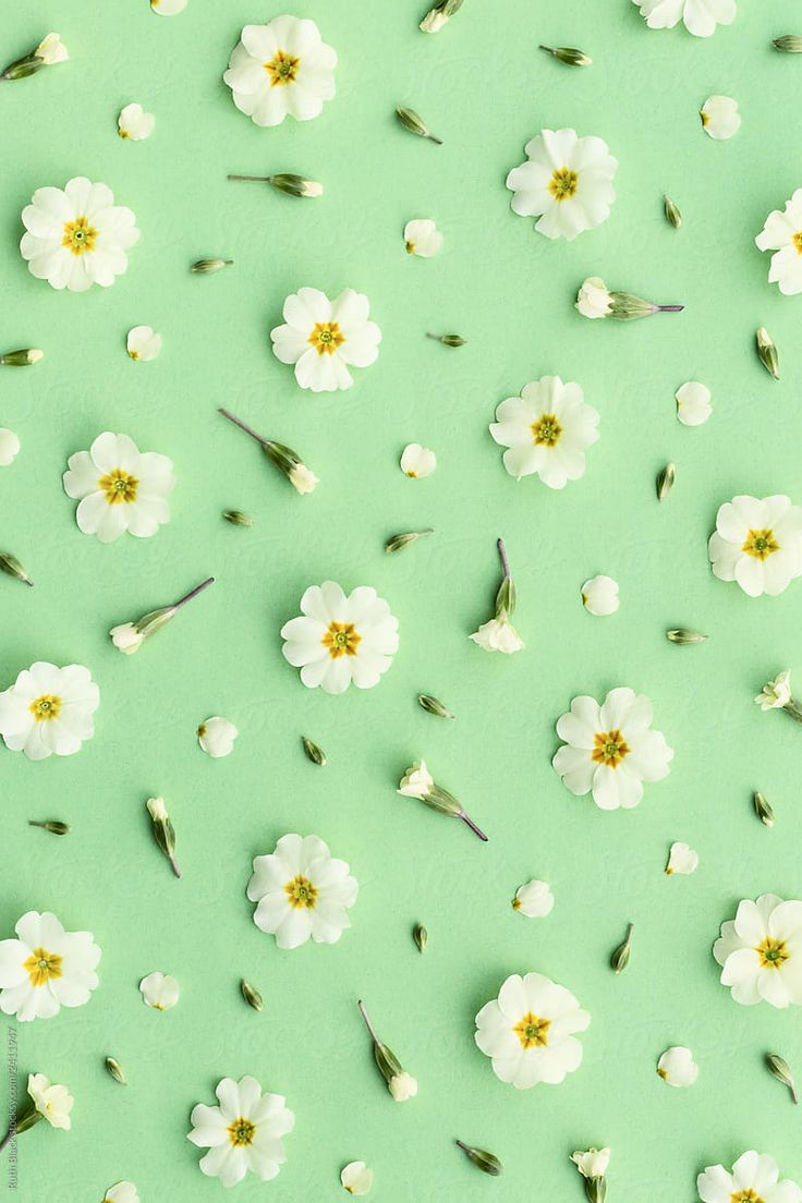 Primrose Background On Green. iPhone wallpaper landscape, Flower phone wallpaper, Green wallpaper