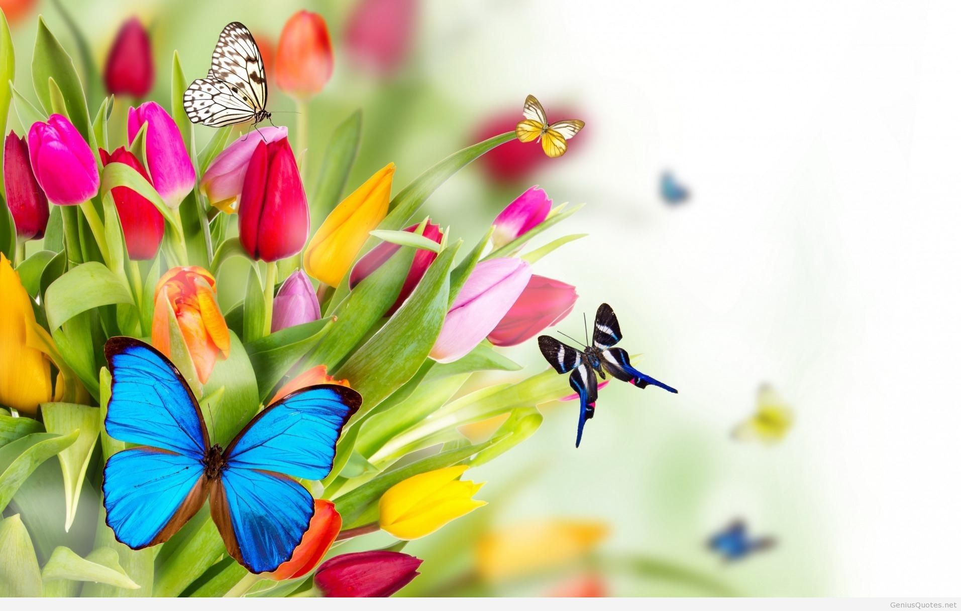 Spring Wallpaper HD Photo Background