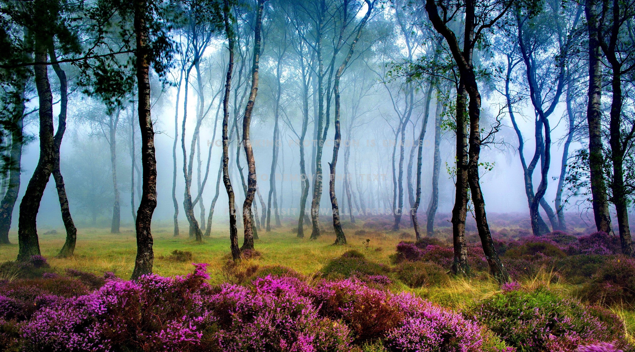 misty forest wildflowers beautiful fog
