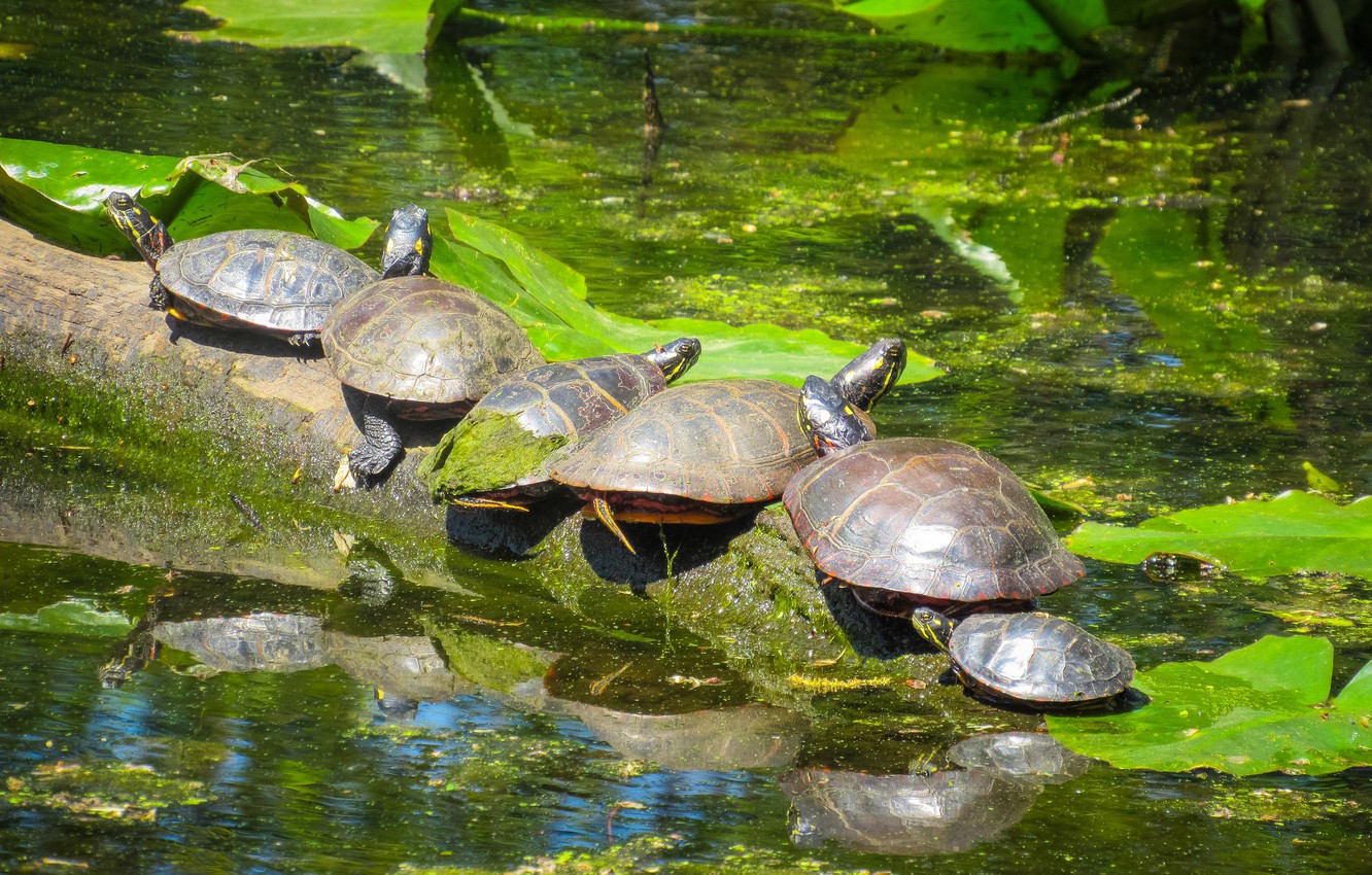 Spring Turtles Wallpapers - Wallpaper Cave