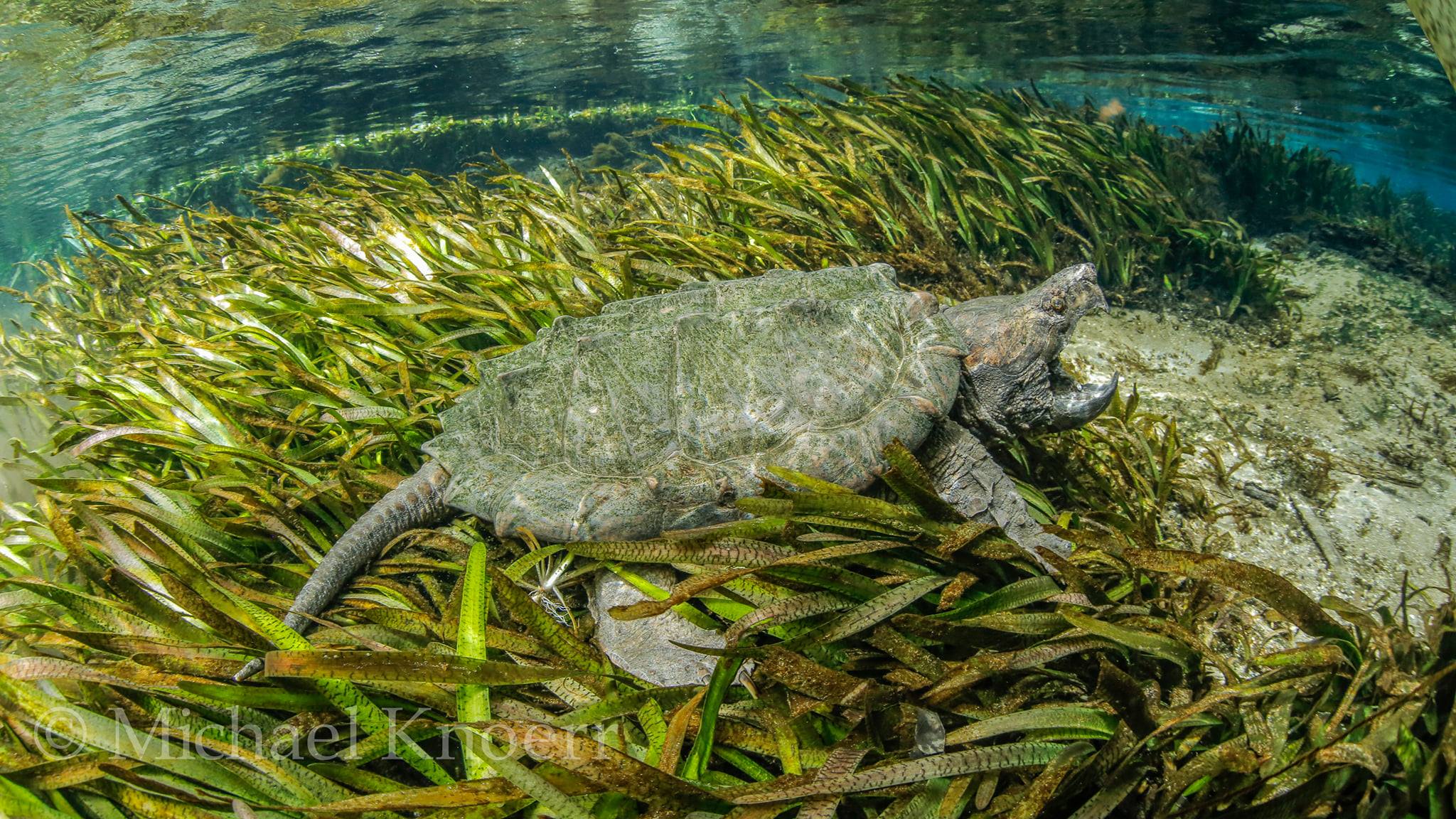 Spring Turtle Wallpapers - Wallpaper Cave