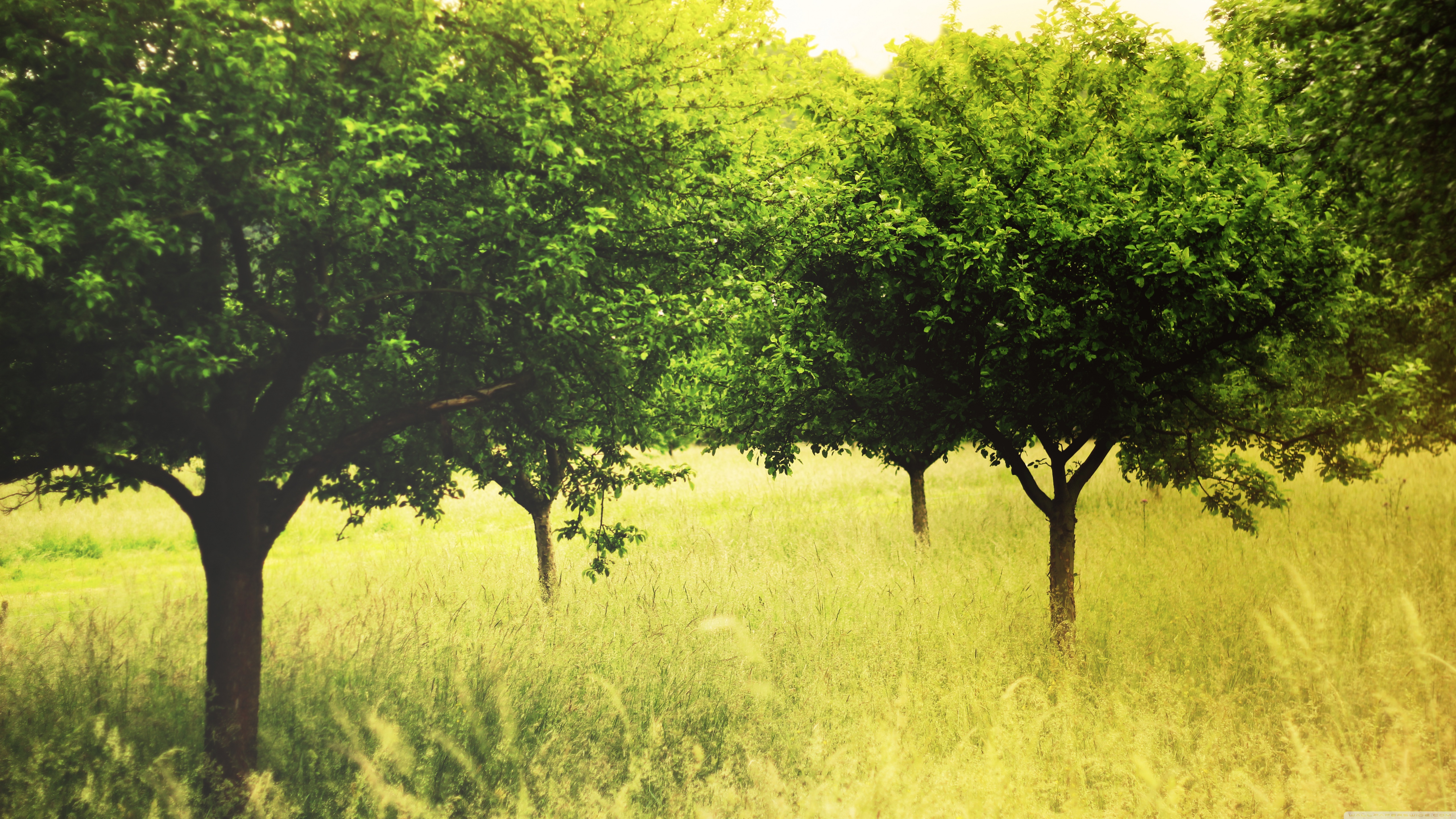 Summer Green Trees Ultra HD Desktop Background Wallpaper for 4K UHD TV, Widescreen & UltraWide Desktop & Laptop, Multi Display, Dual Monitor, Tablet