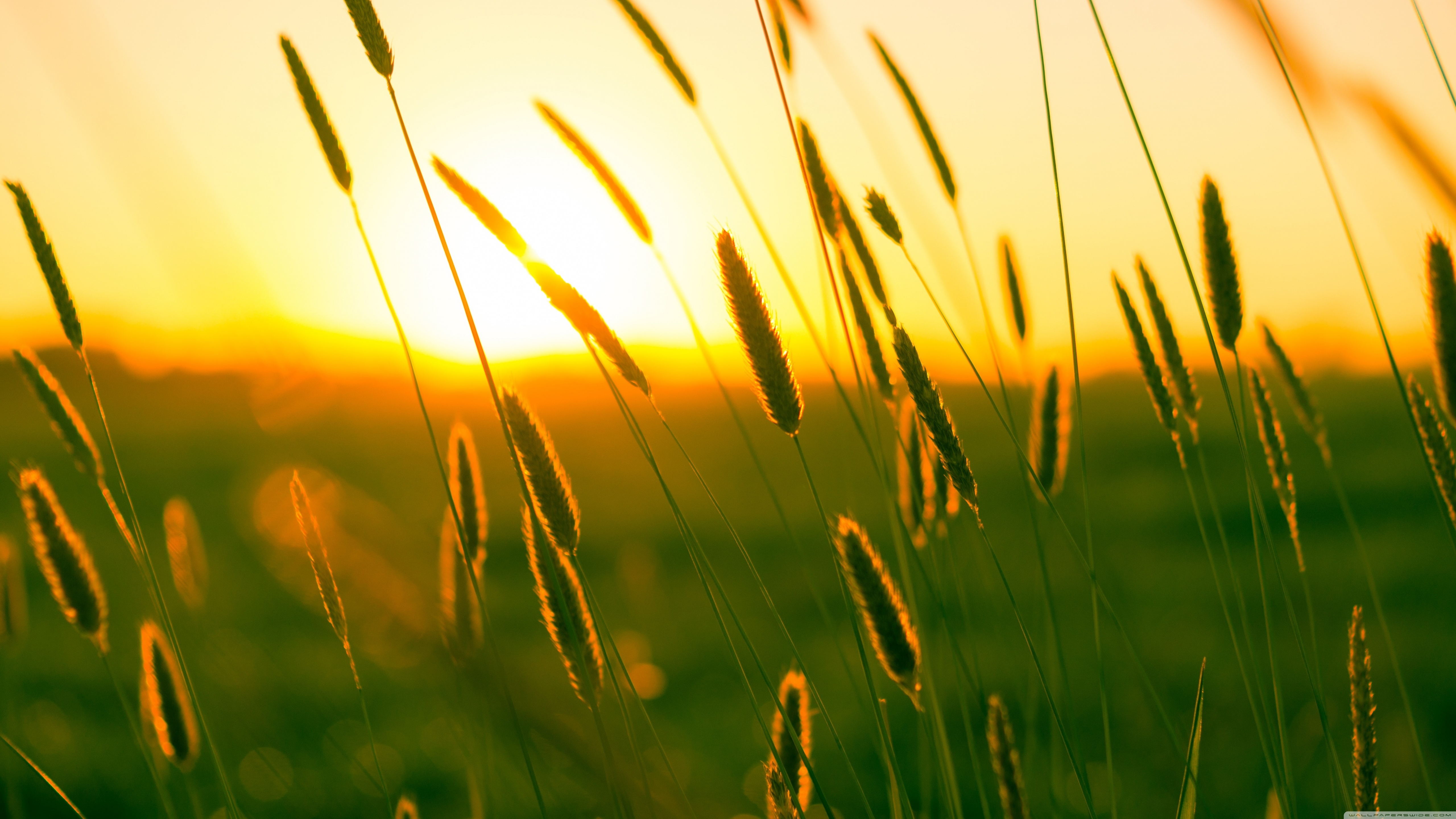 Summer Feeling Ultra HD Desktop Background Wallpaper for 4K UHD TV, Widescreen & UltraWide Desktop & Laptop, Tablet