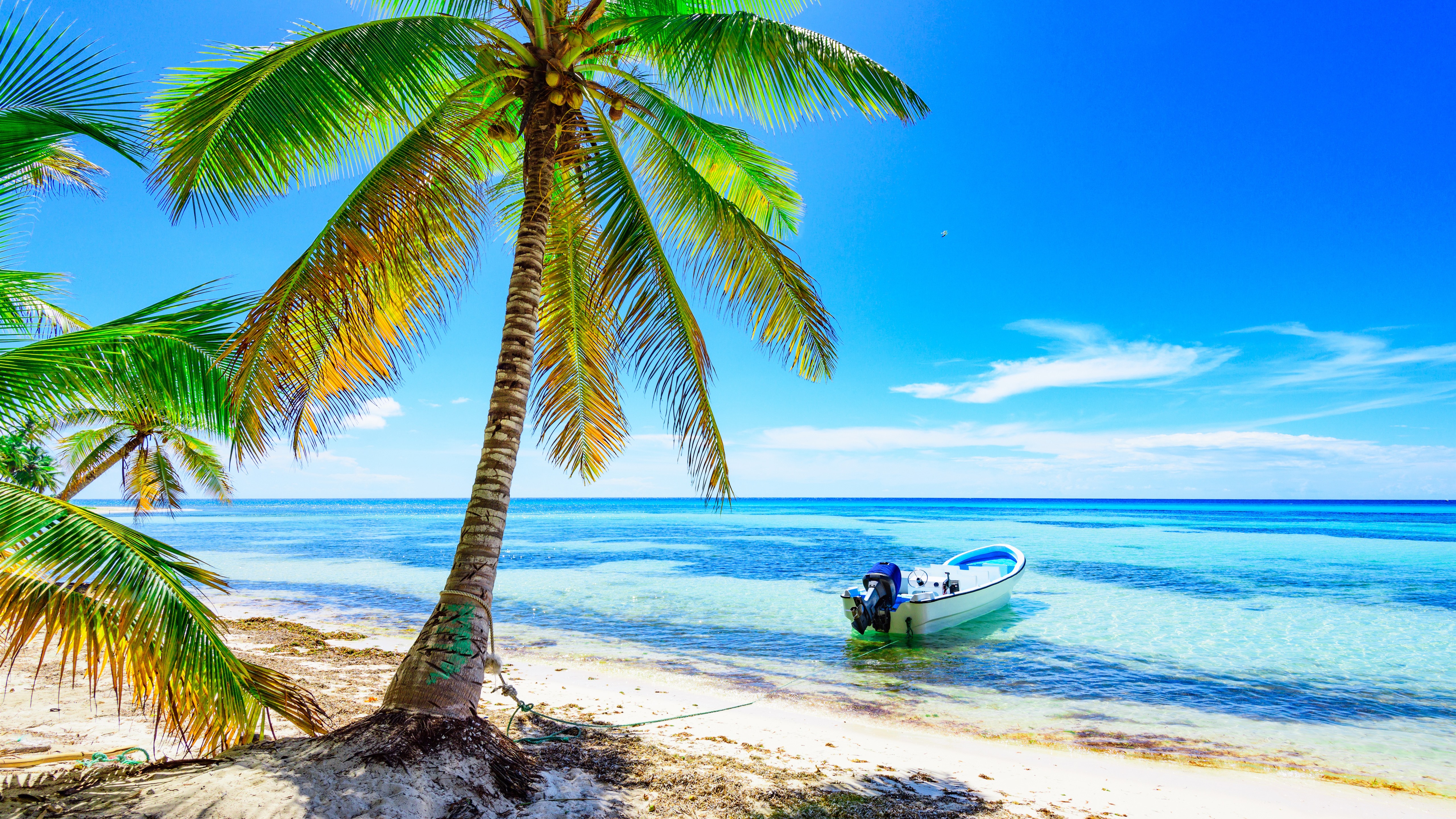 Wallpaper Palm trees, beach, boat, sea, blue sky, tropical, summer 5120x2880 UHD 5K Picture, Image