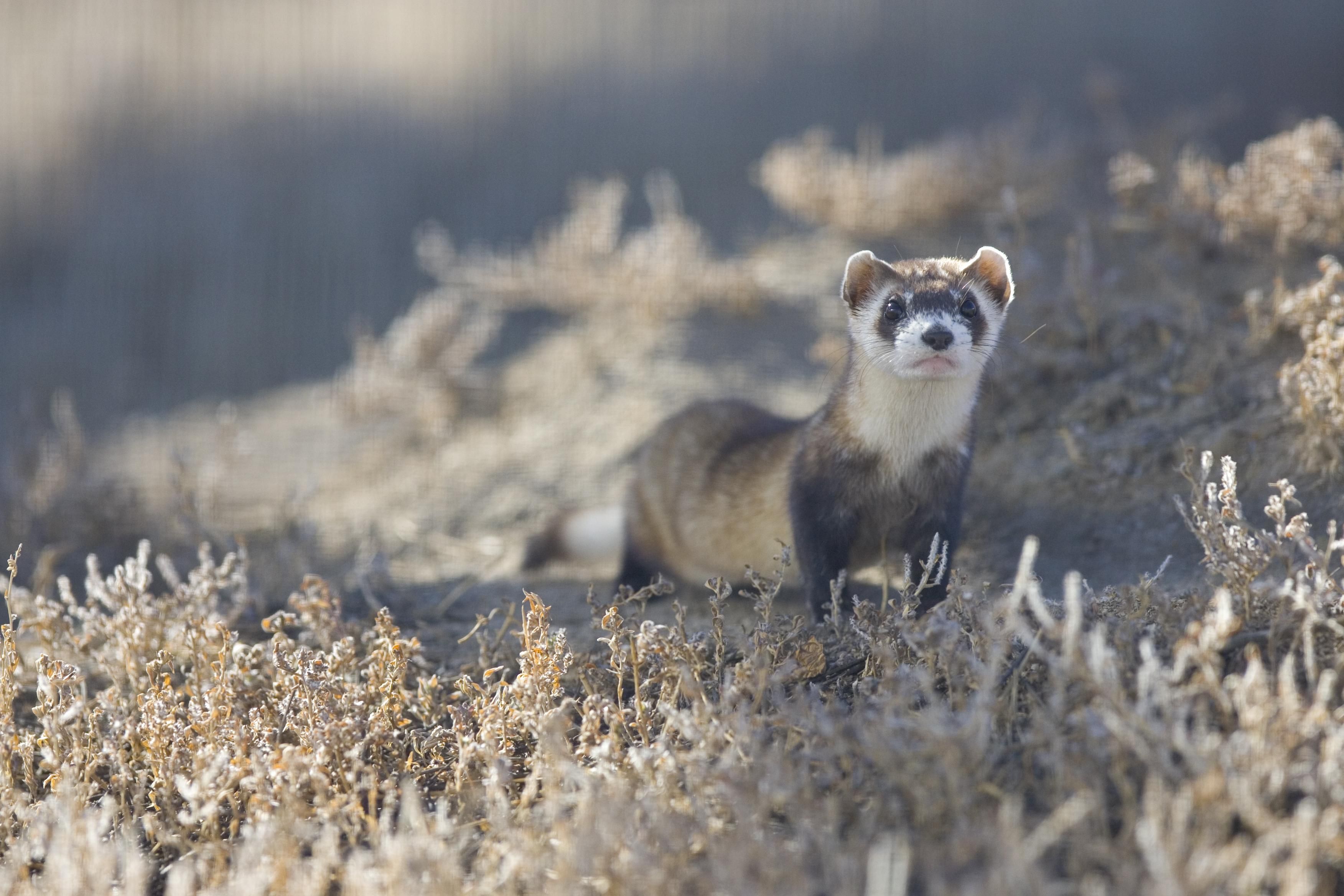 Black footed