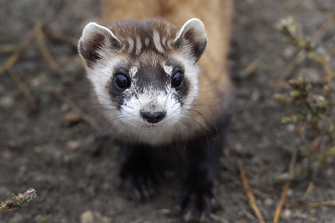 Biologists With Drones And Peanut Butter Pellets Are On A Mission To Help Ferrets