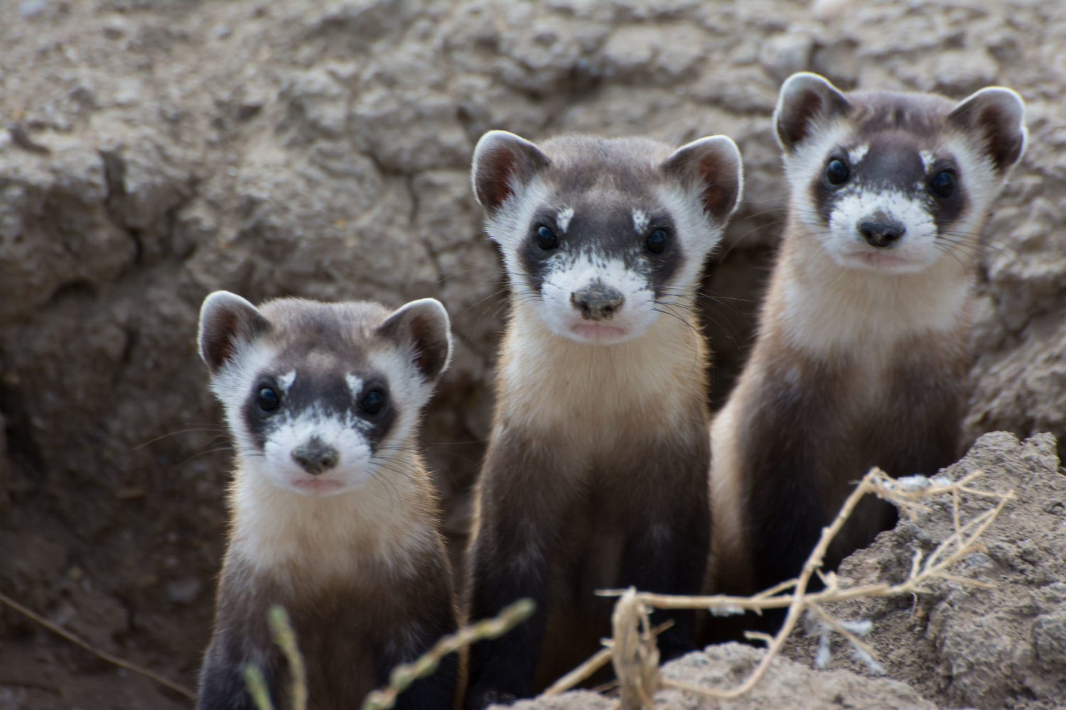 How a Species Comes Back from the Brink of Extinction (Twice)!