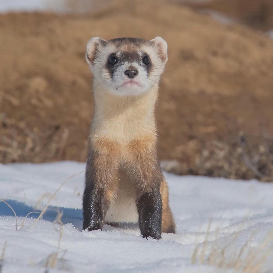 Black Footed Ferrets