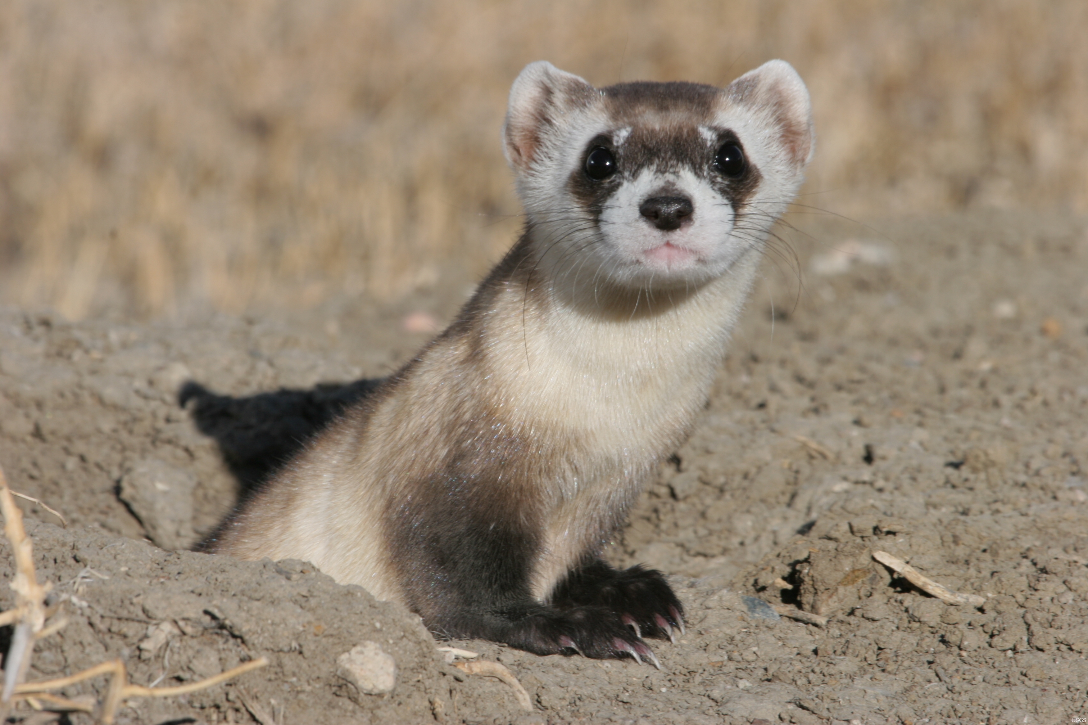 Black Footed Ferret Facts, Habitat, Diet, Life Cycle, Babies, Picture