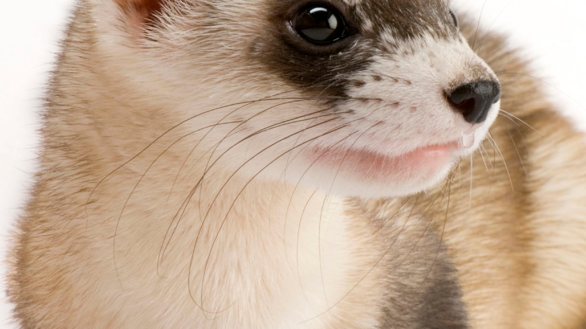 Black Footed Ferret