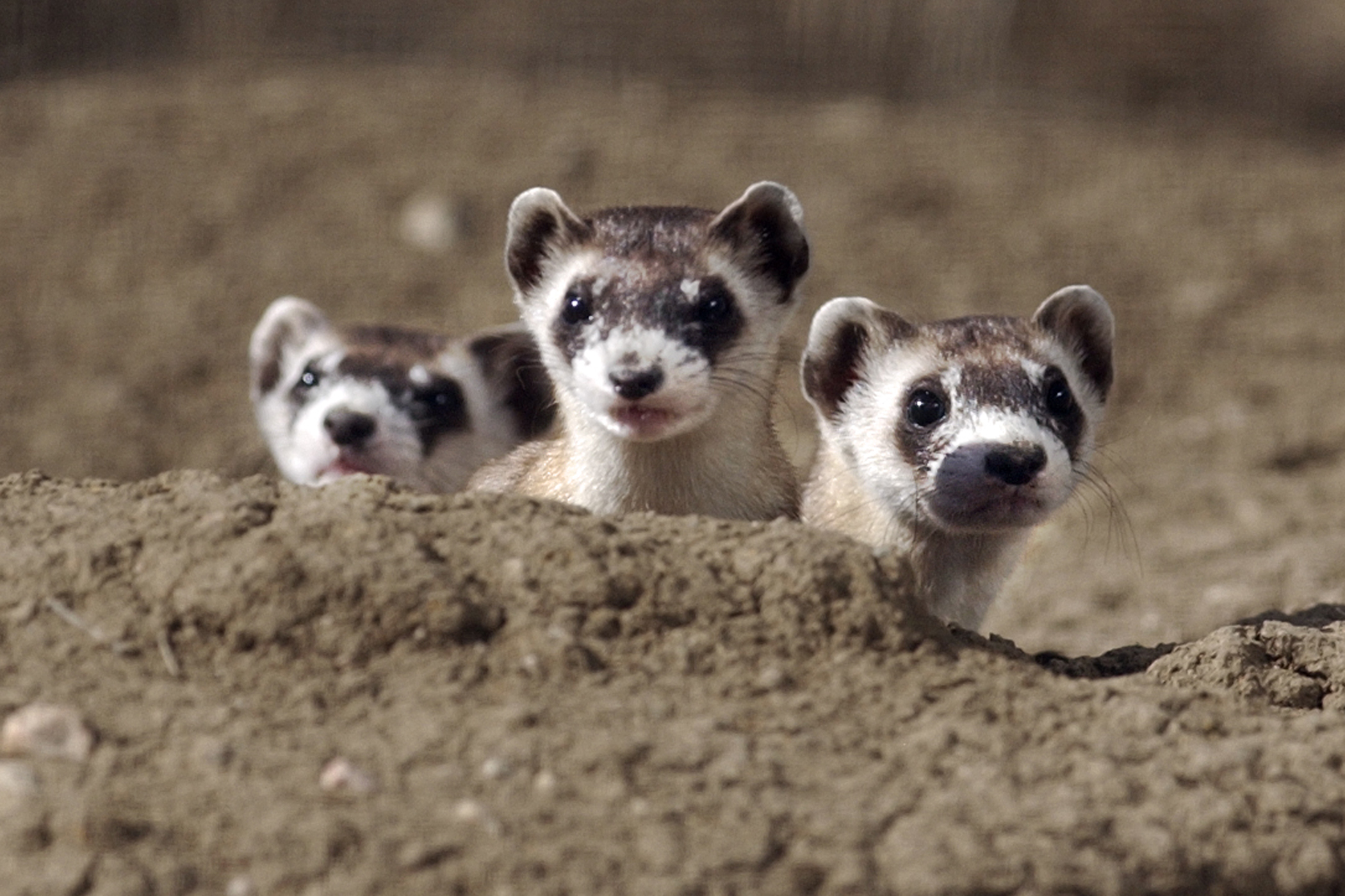 Free download Black Footed Ferrets PHOTOS The 15 Cutest Endangered Animals in [2100x1400] for your Desktop, Mobile & Tablet. Explore Black Footed Ferret Wallpaper. Black Footed Ferret Wallpaper, Ferret