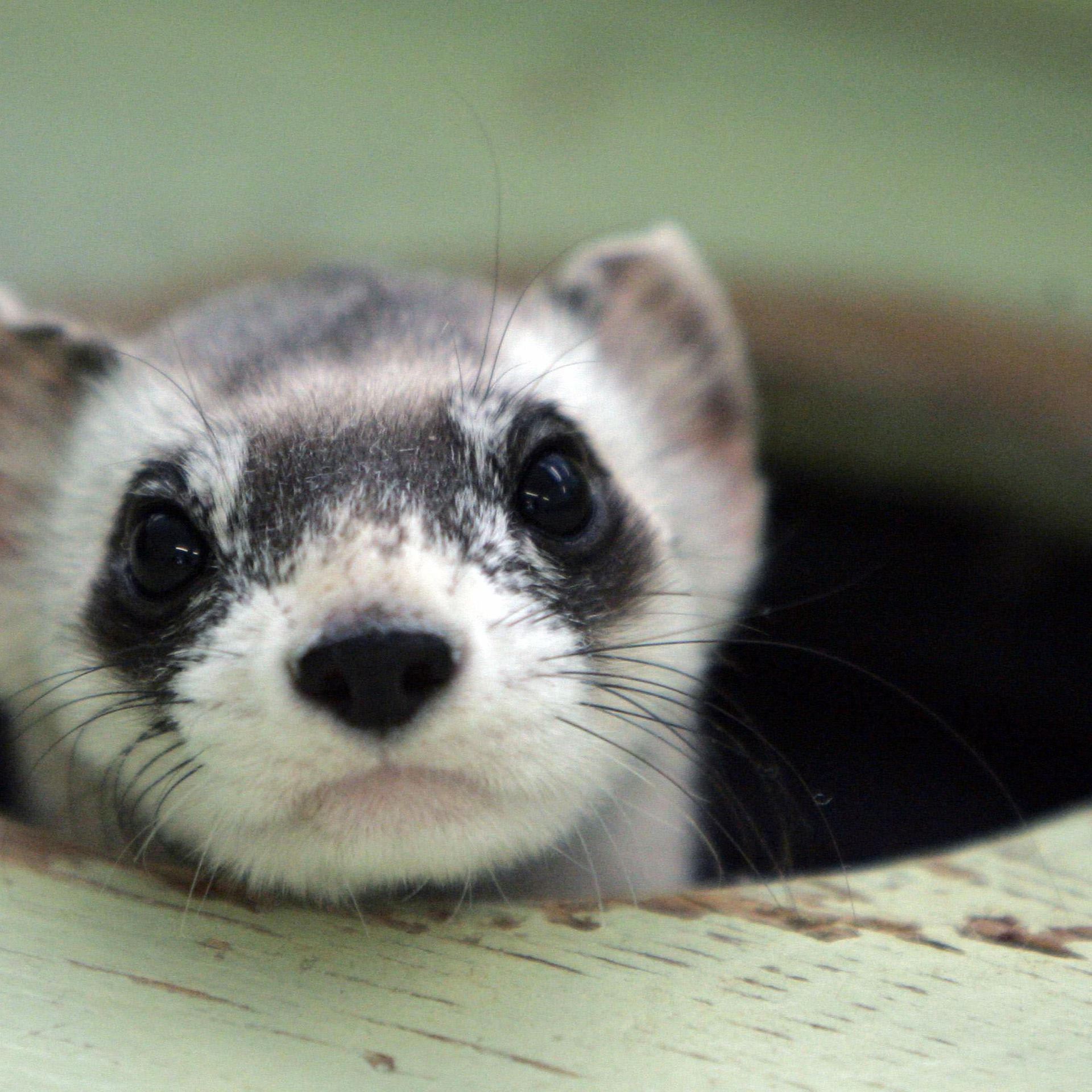 Enviros sue feds over protection for disappearing ferret
