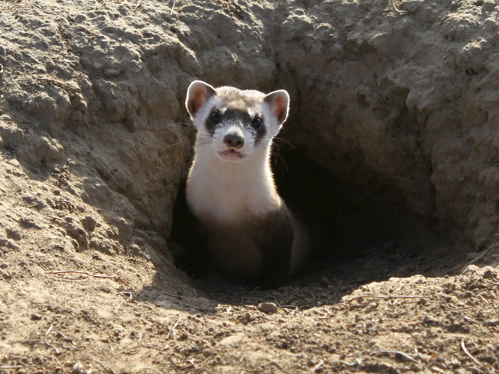 Why Black Footed Ferrets Got A COVID 19 Vaccine Before You