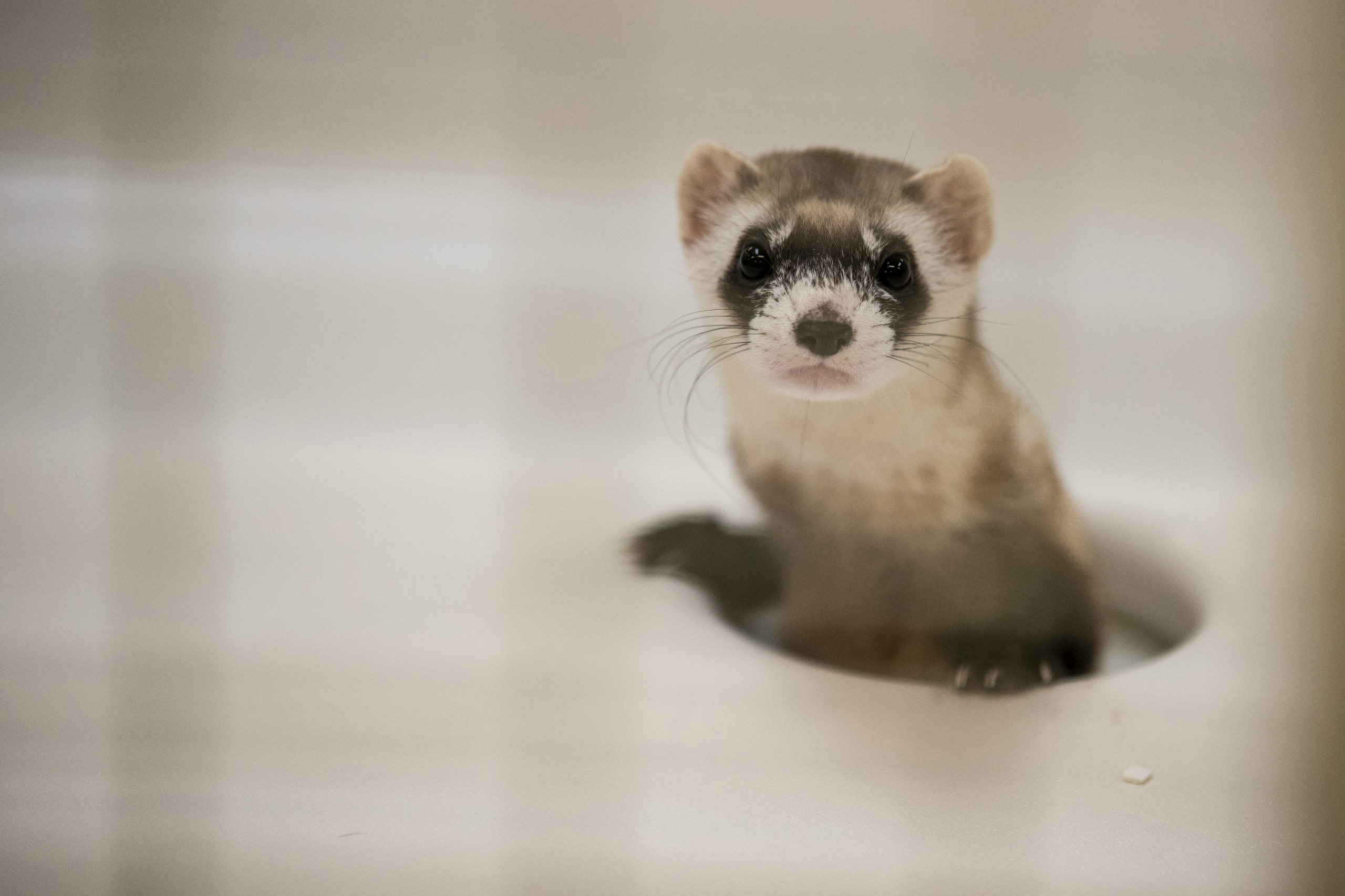 Black Footed Ferrets Need Arizona Landowners' Help