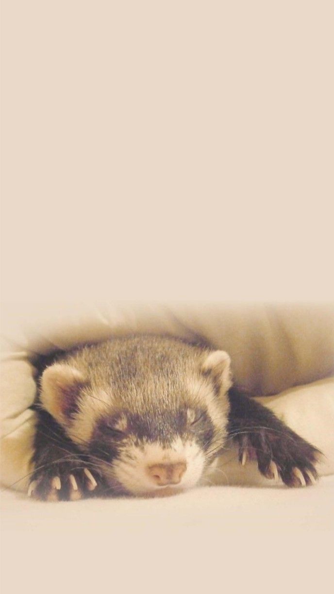 All Animals Great & Small Wallpaper. Ferret, Cute, Animals