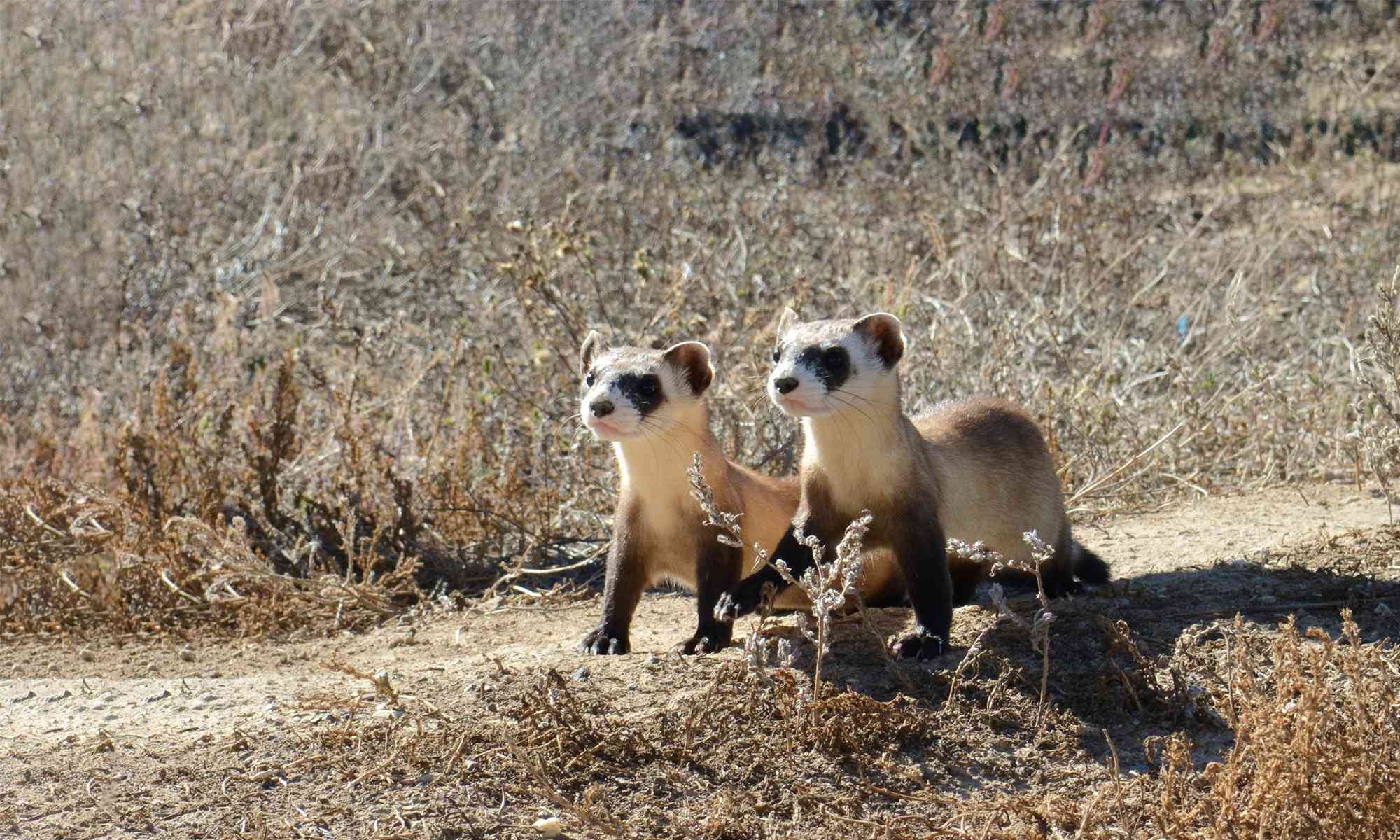 Black Footed Ferret. Defenders Of Wildlife