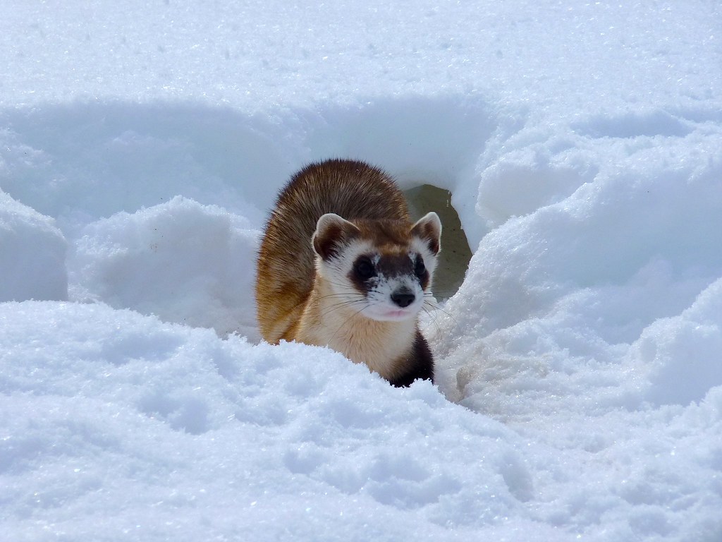 Endangered Black Footed Ferret. Endangered Black Footed Fer