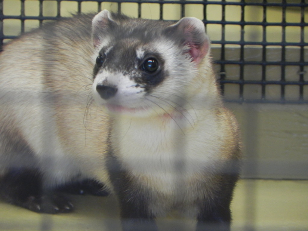 Black Footed Ferret. The Black Footed Ferrets In The BBF Br