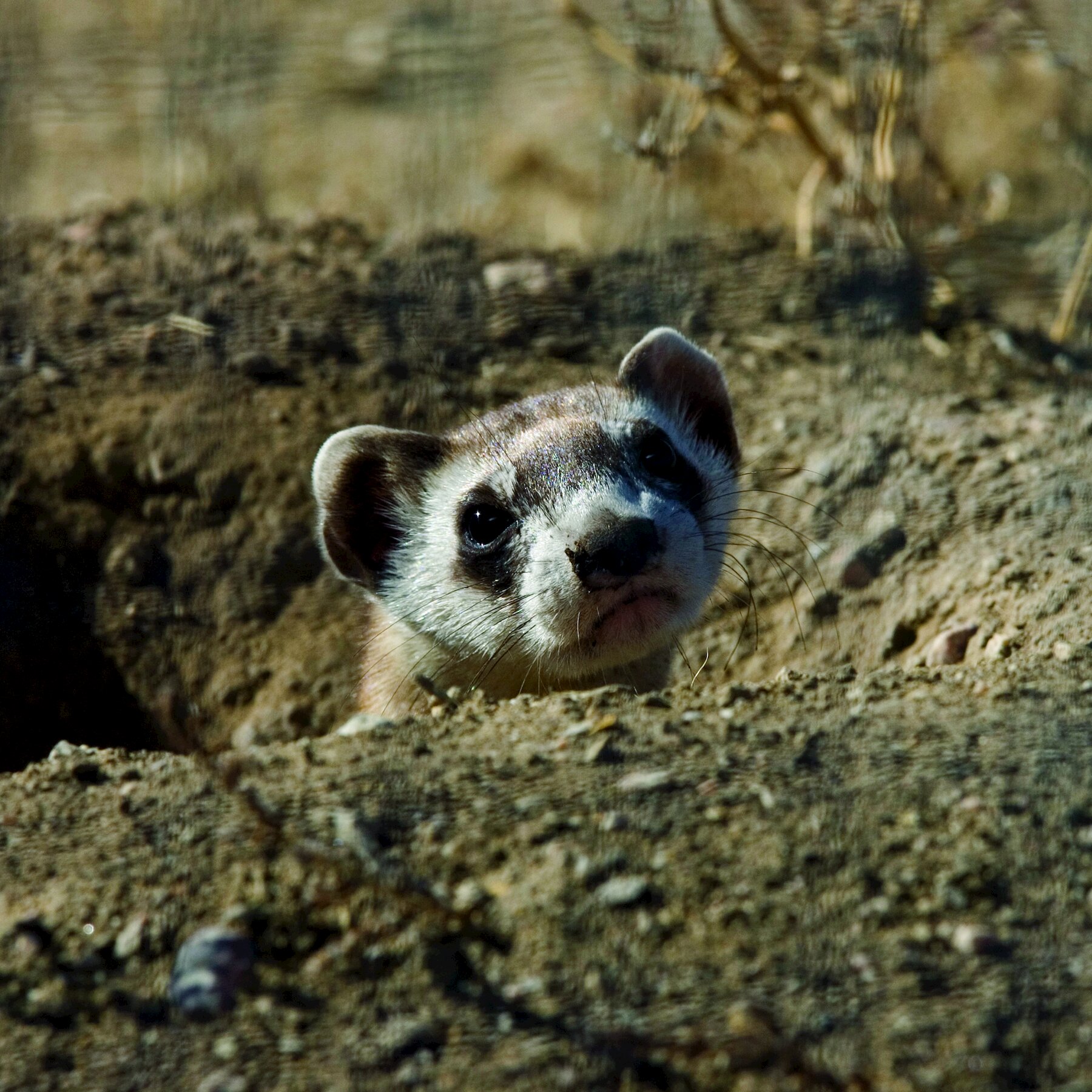 Meet Elizabeth Ann, The First Cloned Black Footed Ferret