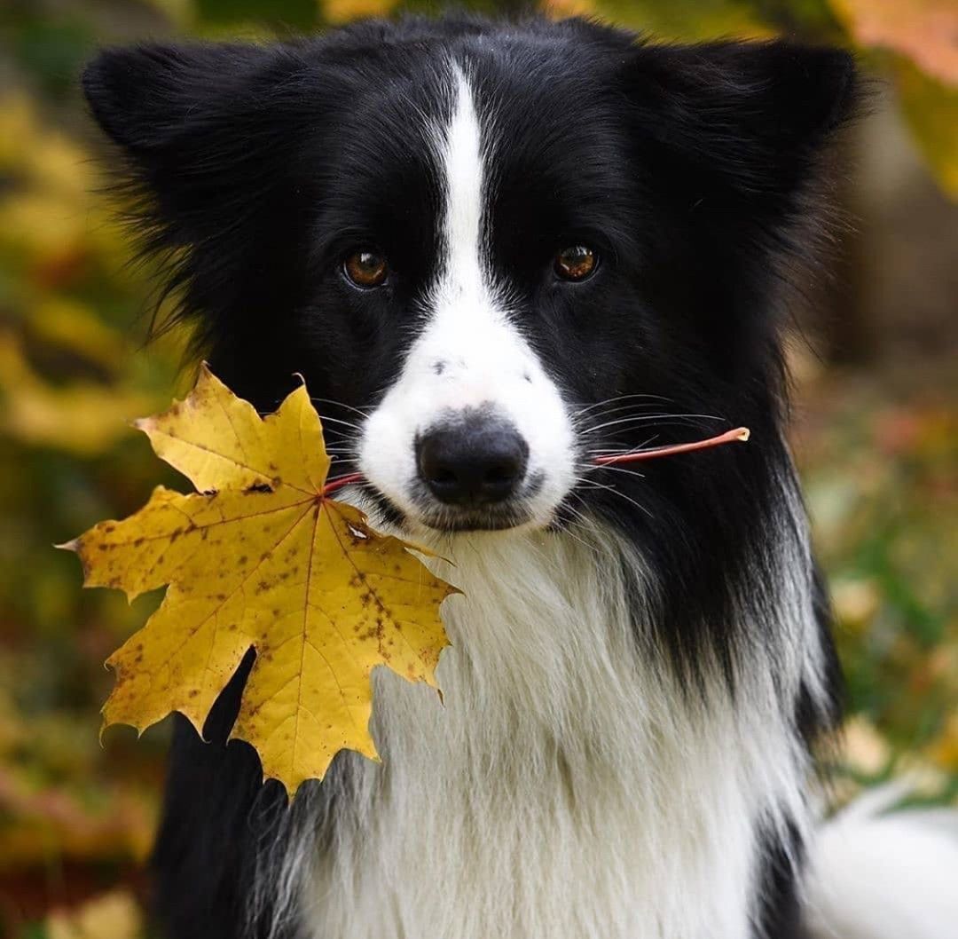 Multicolor Border Collies Wallpapers Wallpaper Cave