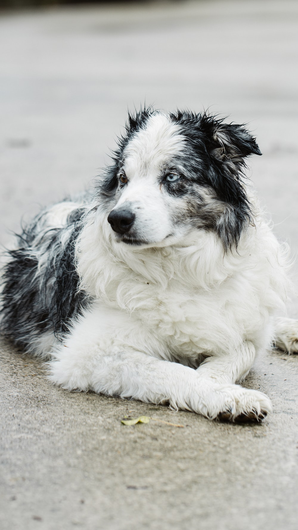 white and black border collie mix puppy lying on the ground photo