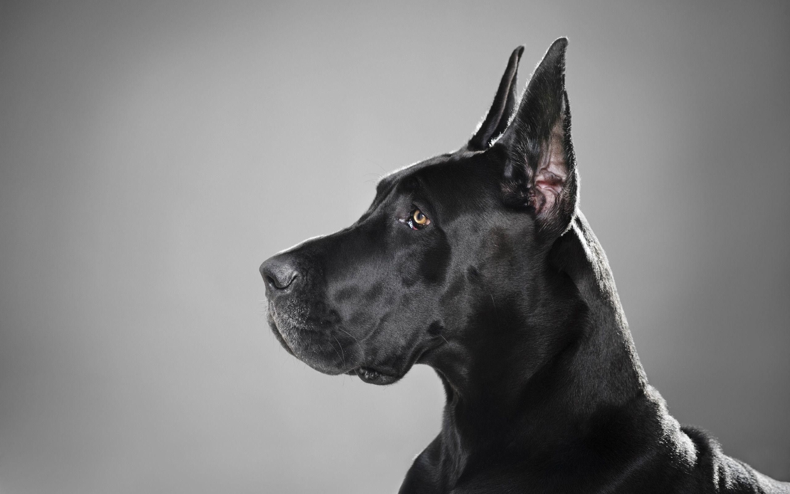 Great Dane Wallpaper