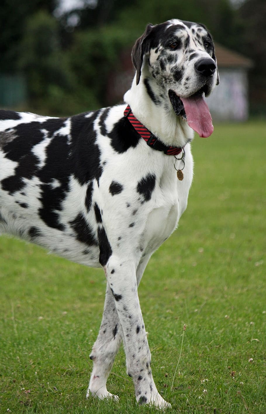 Adult Dalmatian On Green Lawn Grass, Great Dane, Harlequin, Biggest Dog