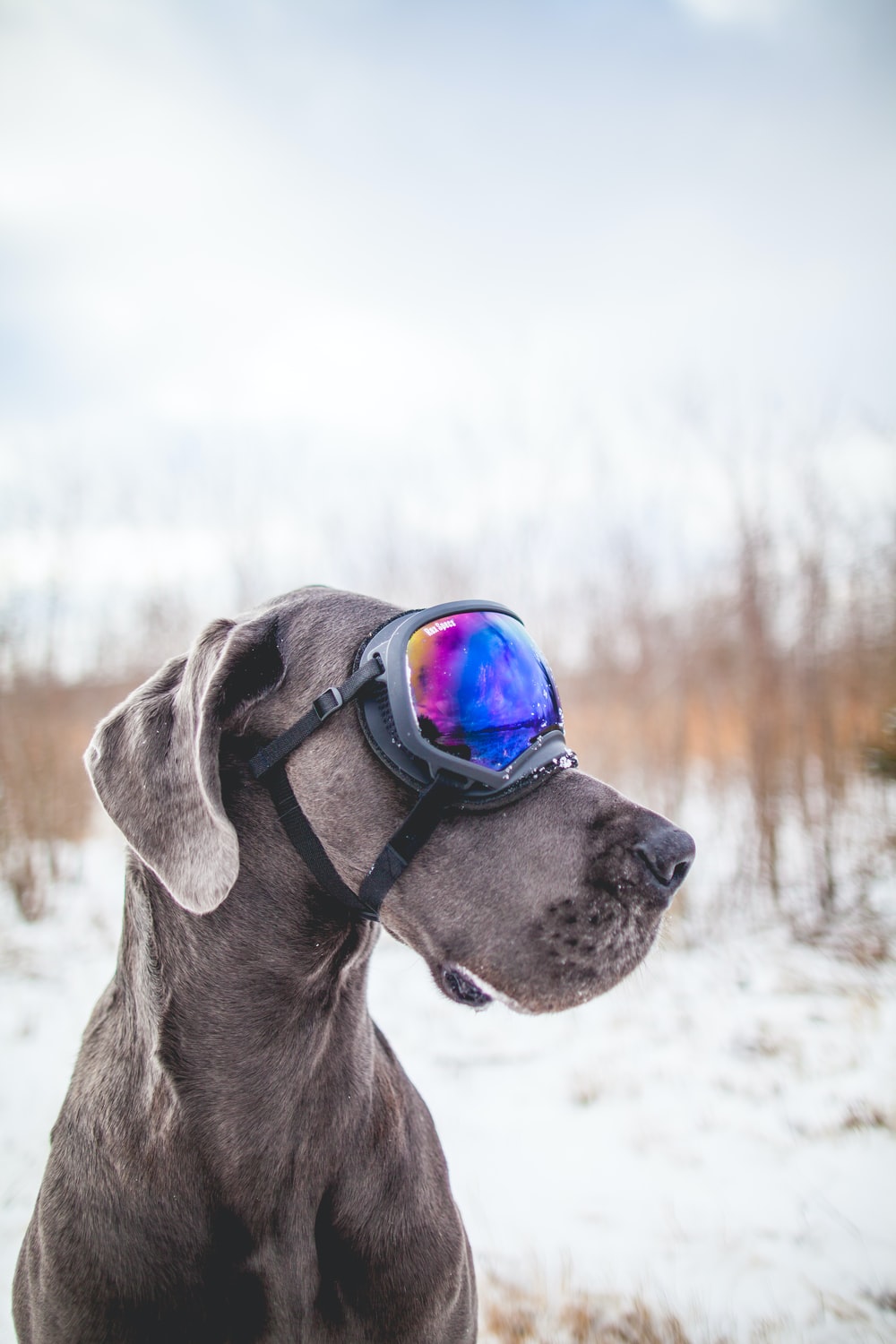 Great Dane Picture. Download Free Image