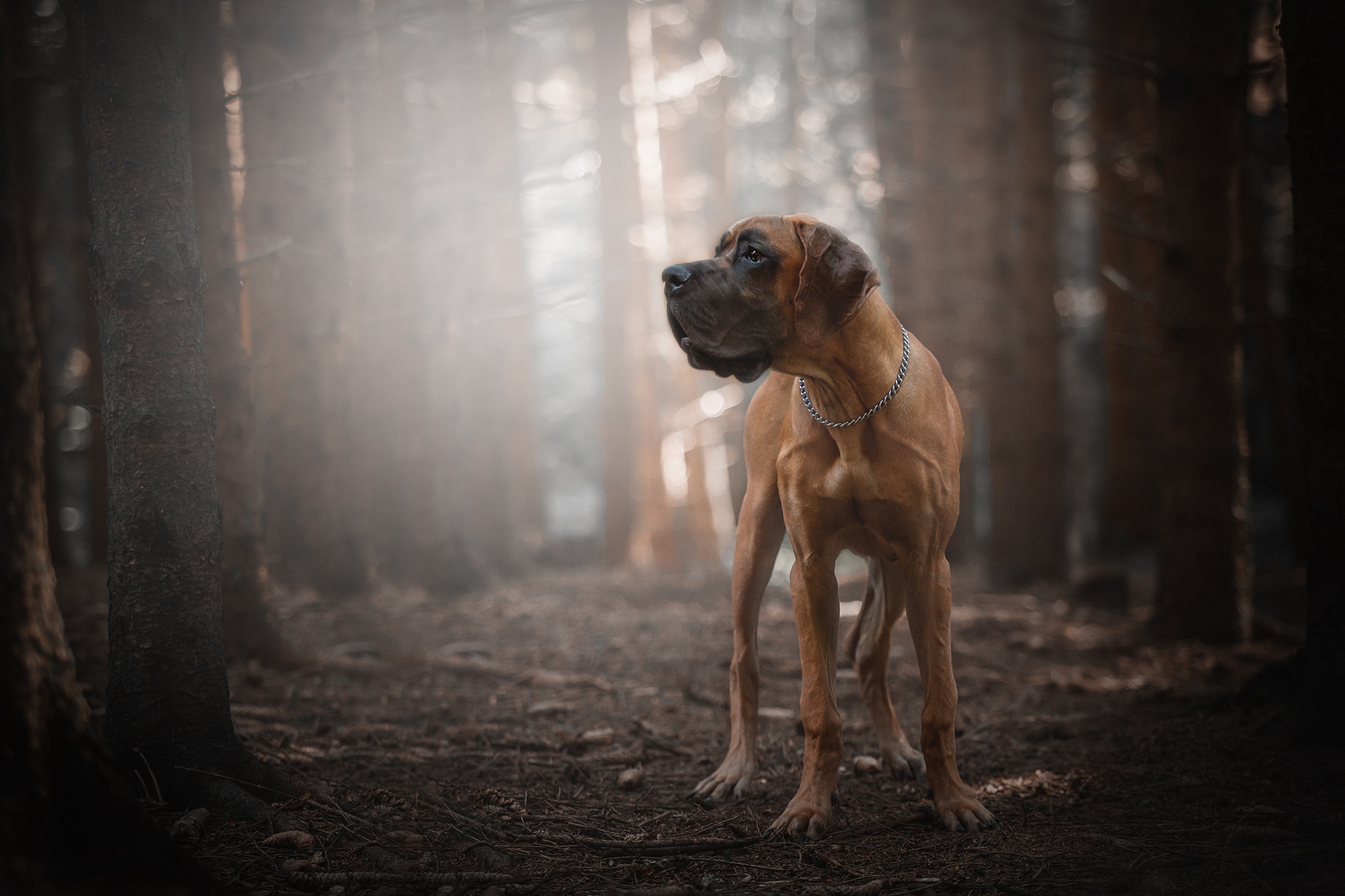 Great Dane Dog Wallpapers - Wallpaper Cave