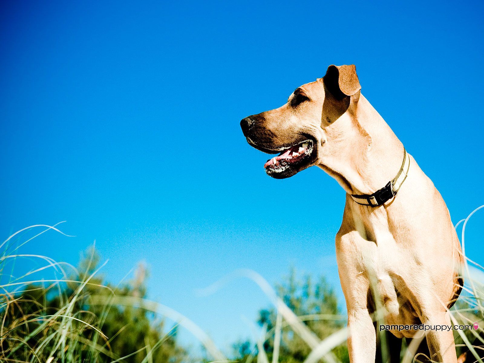 Great Dane Dog Wallpapers - Wallpaper Cave