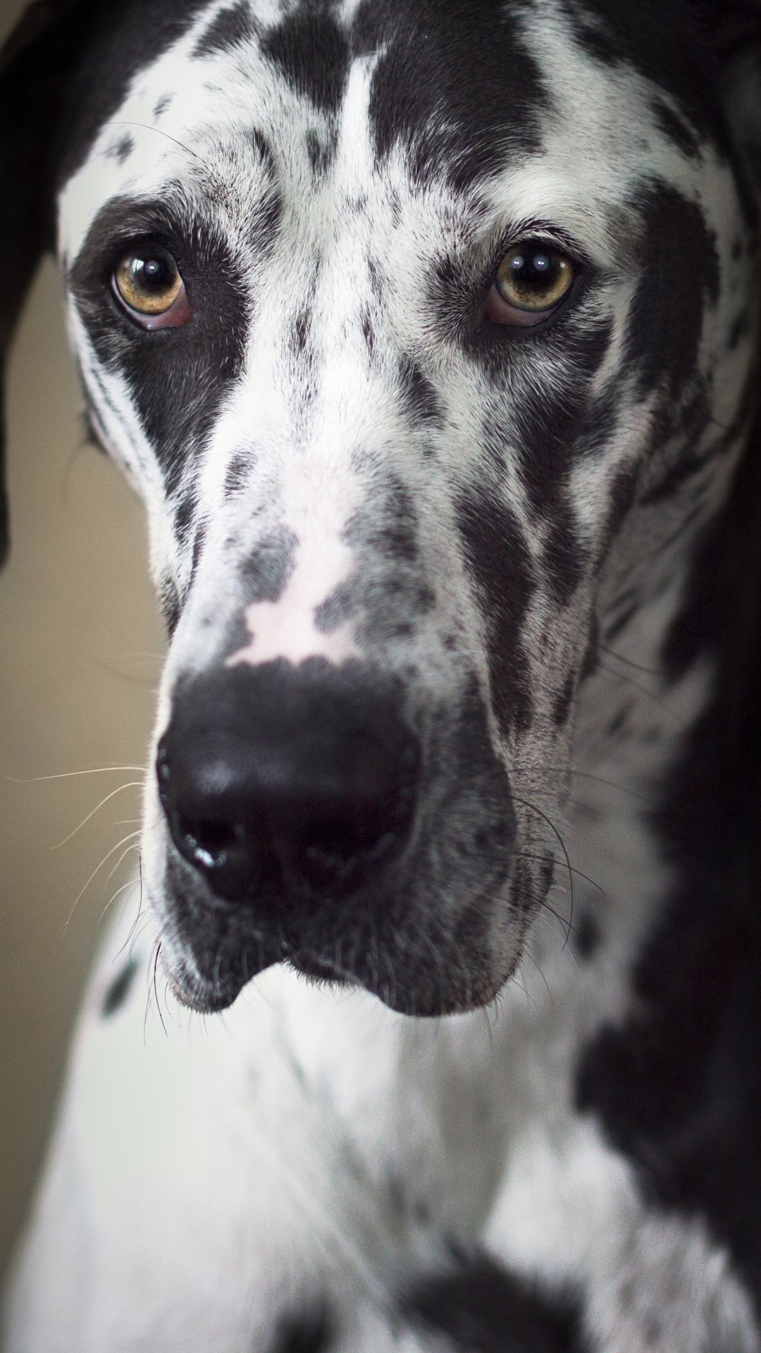 Great Dane Dog Wallpapers - Wallpaper Cave