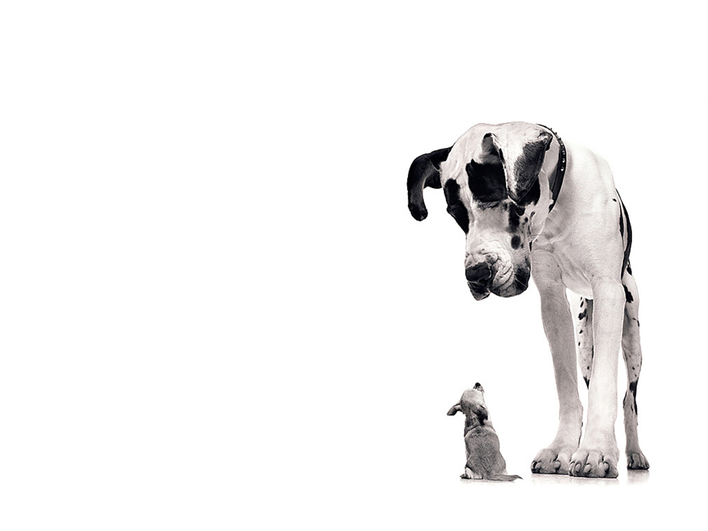 Great Dane Wallpaper Cute and Docile