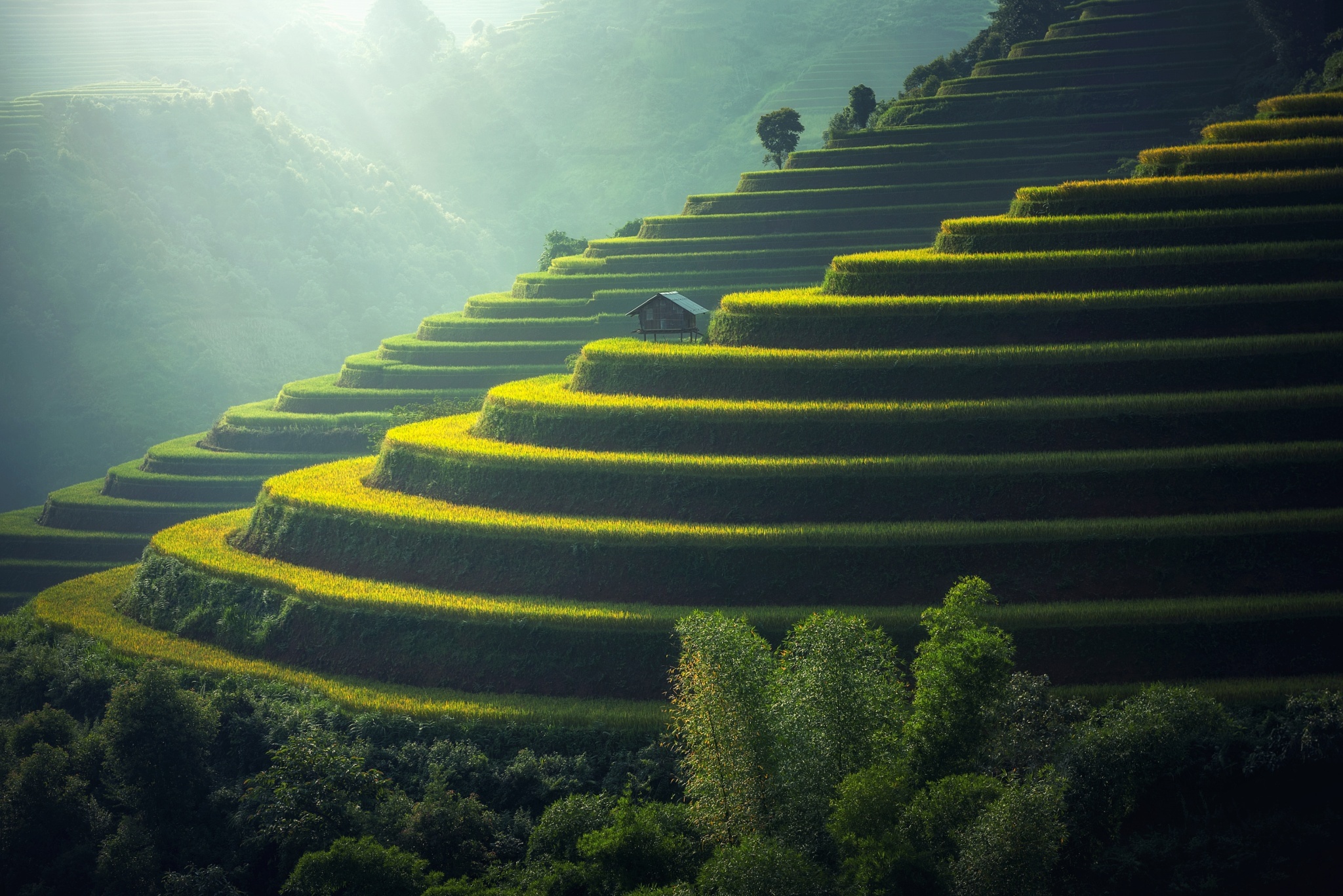 Rice Terrace HD Wallpaper and Background