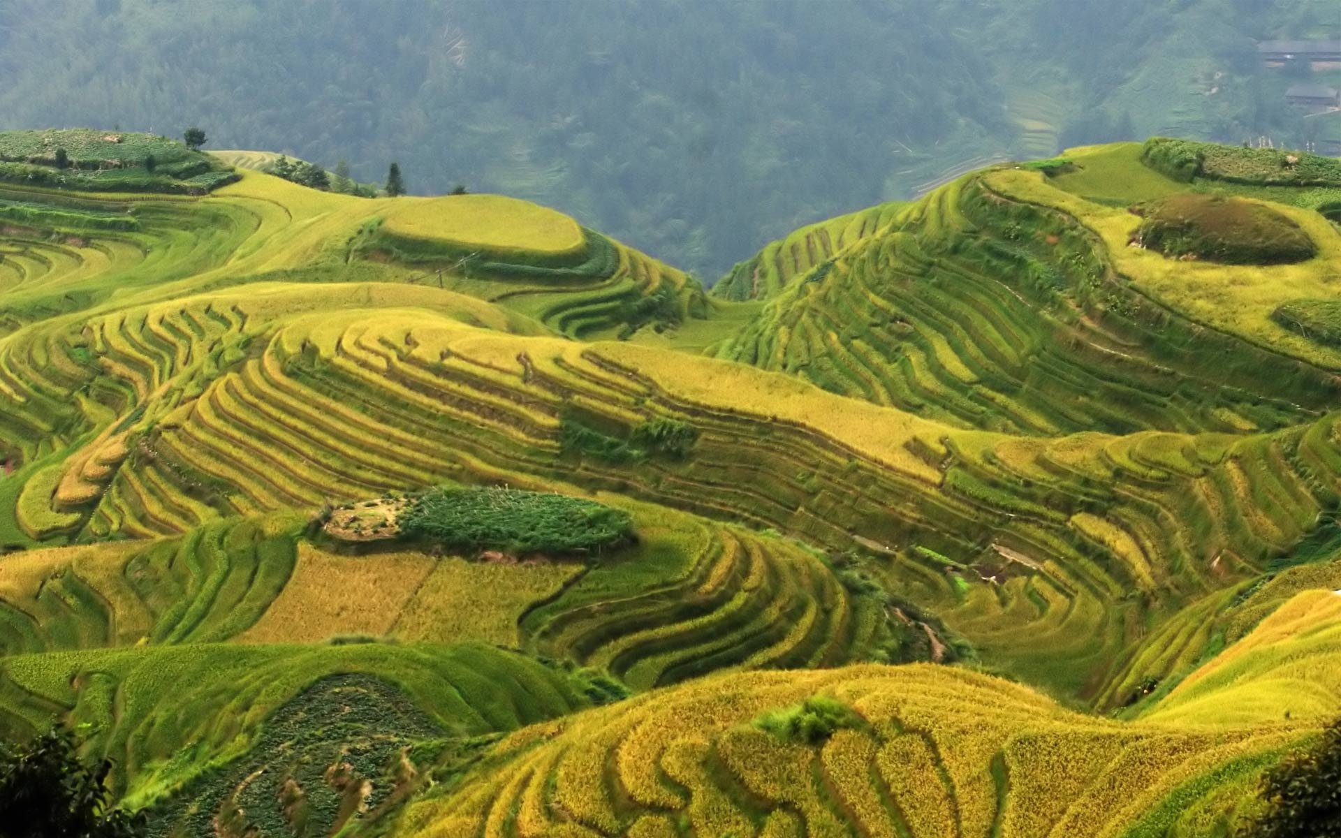 Longsheng Rice Terrace China HD wallpaper