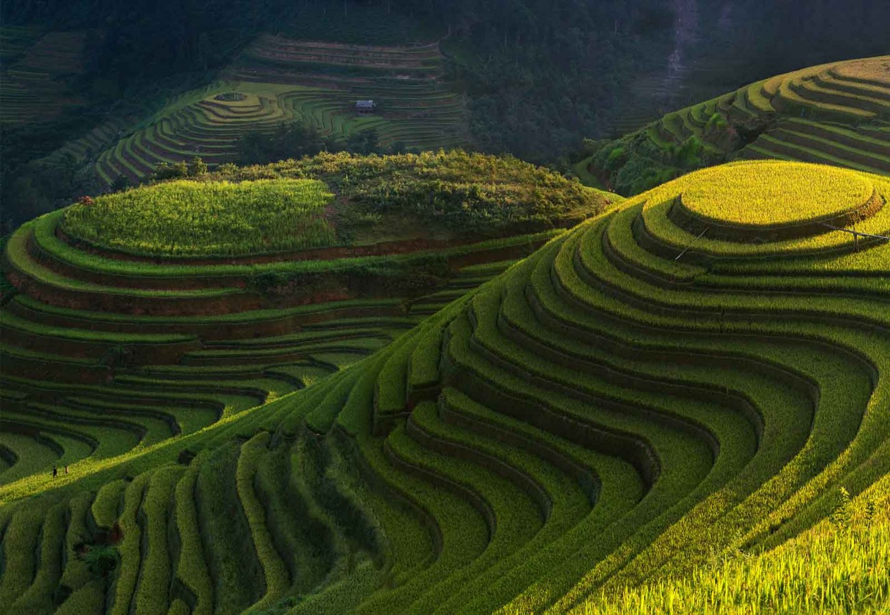 Gold Rice Terrace Wall Paper Mural