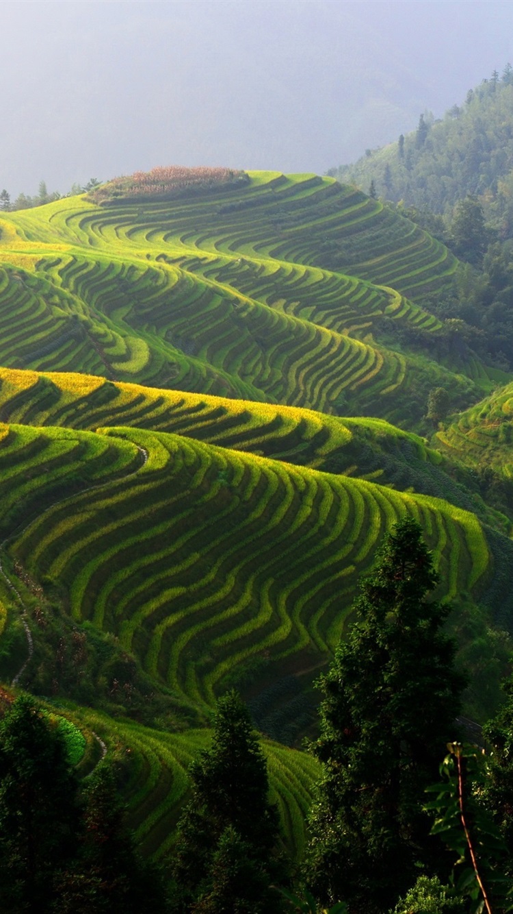 Wallpaper Longji rice terraces, China beautiful countryside 2560x1600 HD Picture, Image