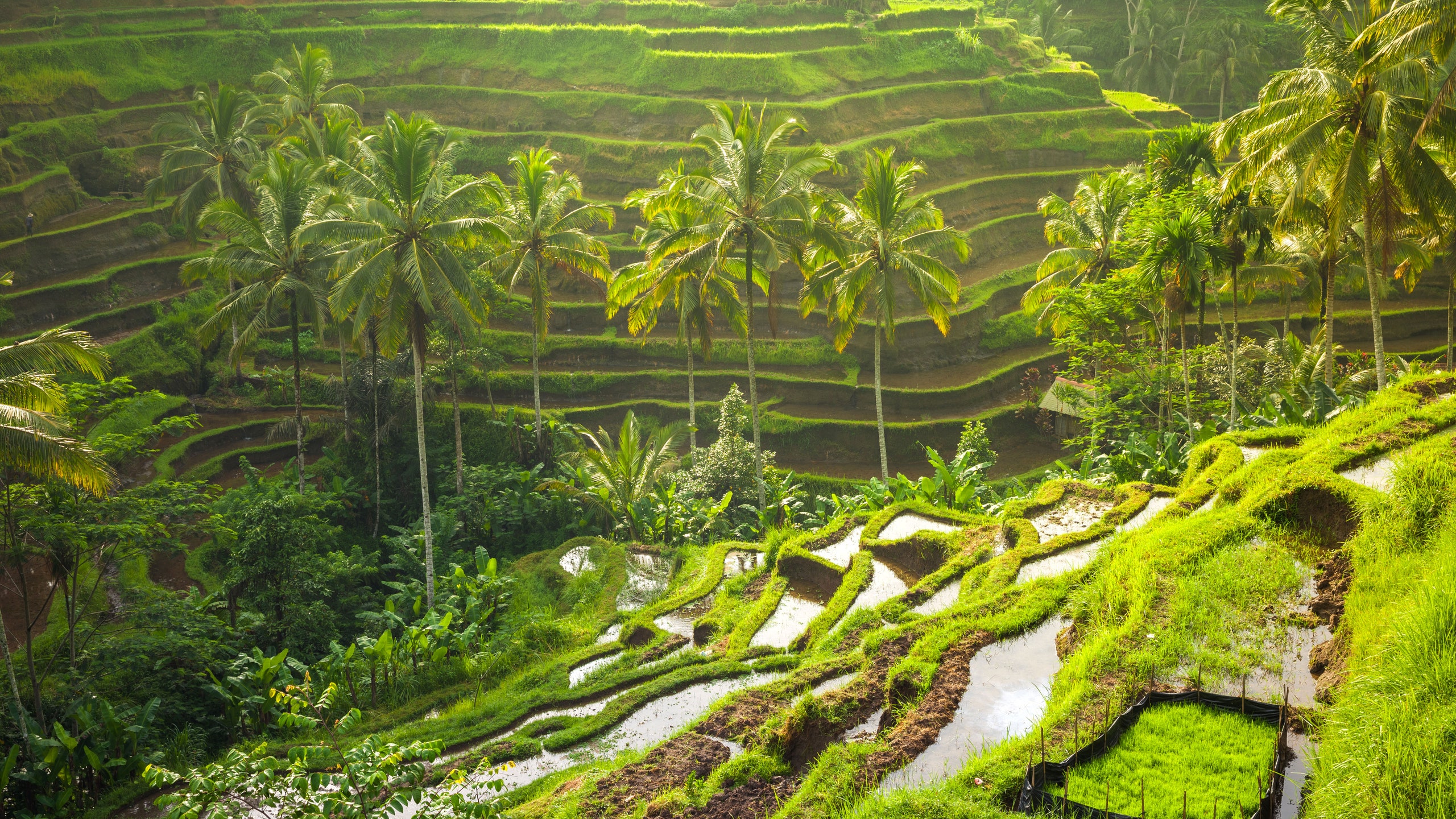 Tegalalang Rice Terrace Review. Condé Nast Traveler