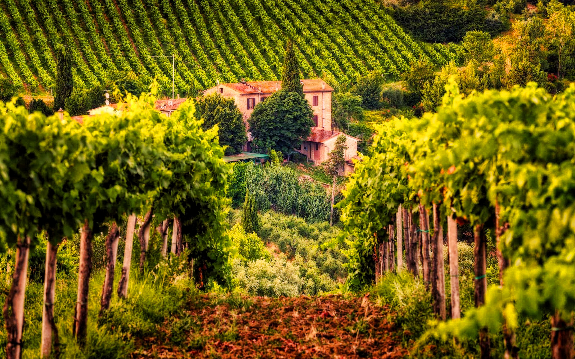 Download wallpaper Tuscany, HDR, vineyards, summer, Italy, beautiful nature, Europe for desktop with resolution 1920x1200. High Quality HD picture wallpaper