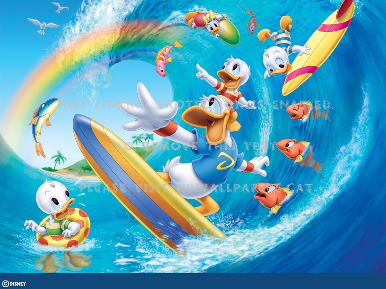 donald duck surfing !!! baby dui hui blue