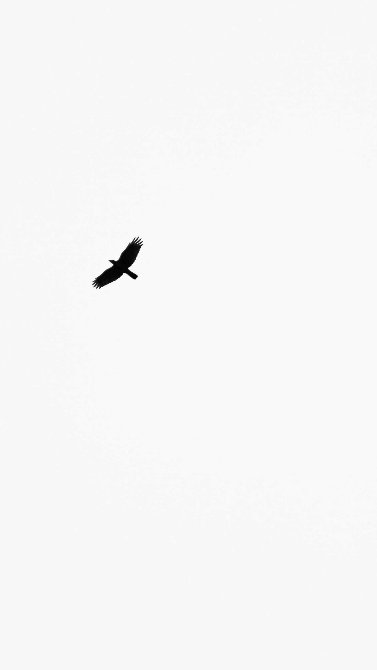 Minimalist Bird Wallpaper, Android & Desktop Background