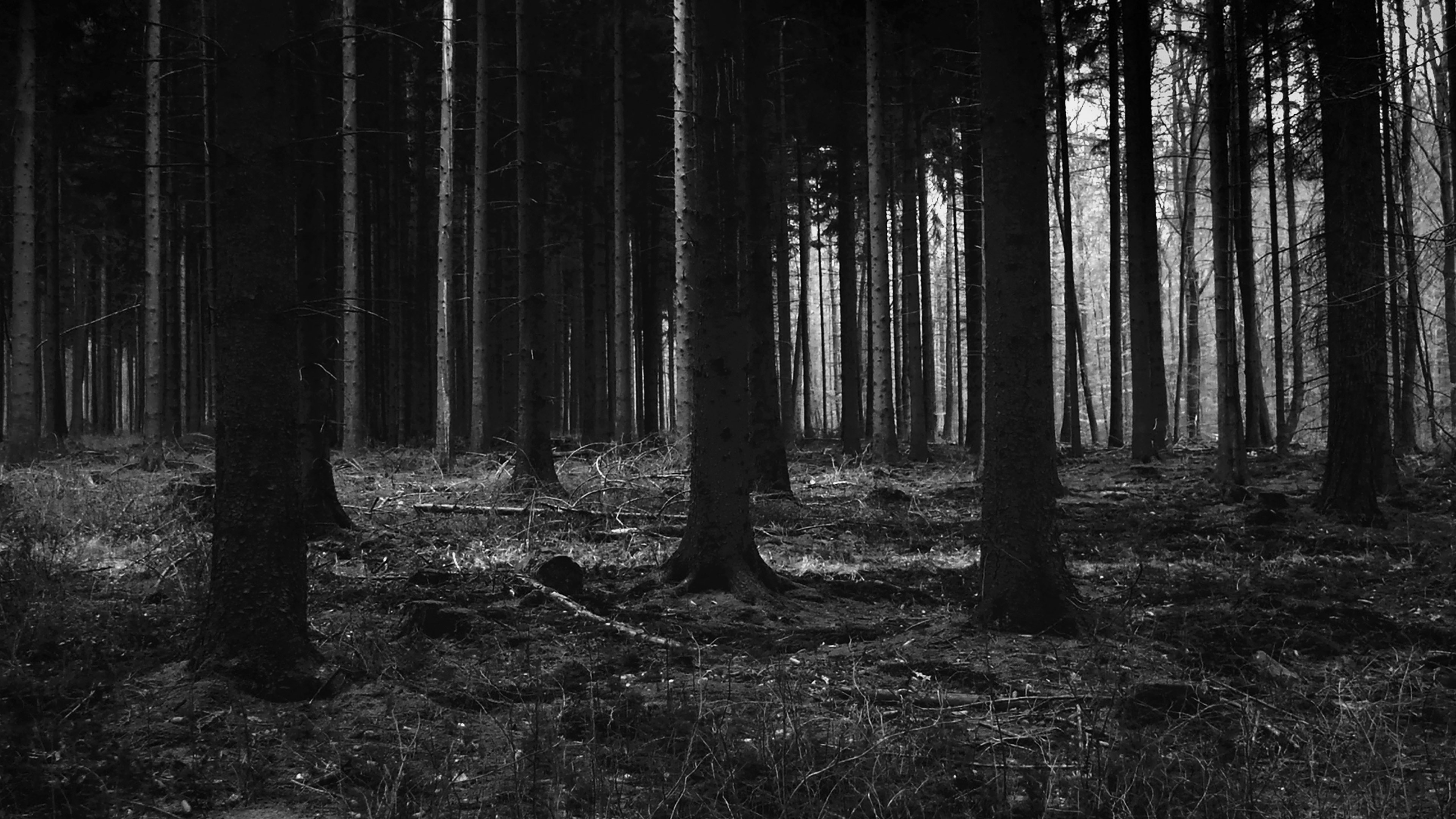 Forest Dark Scary Night Trees Nature