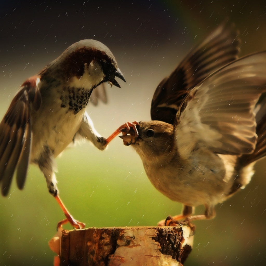 Wallpaper 4k Passerines Wallpaper