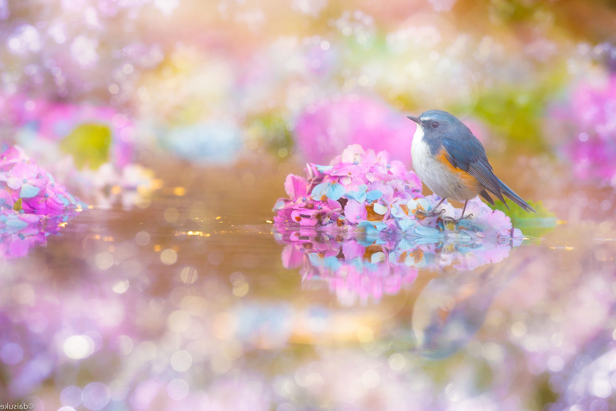 Bird Bluebird Flower Hydrangea Passerine Reflection Wildlife Wallpaper:2000x1333