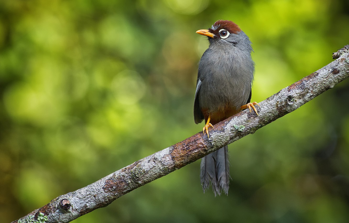 Wallpaper bird, branch, bokeh, family Tumelevich, a family of passerine birds, Weng Keong Liew photography, Costarica image for desktop, section животные