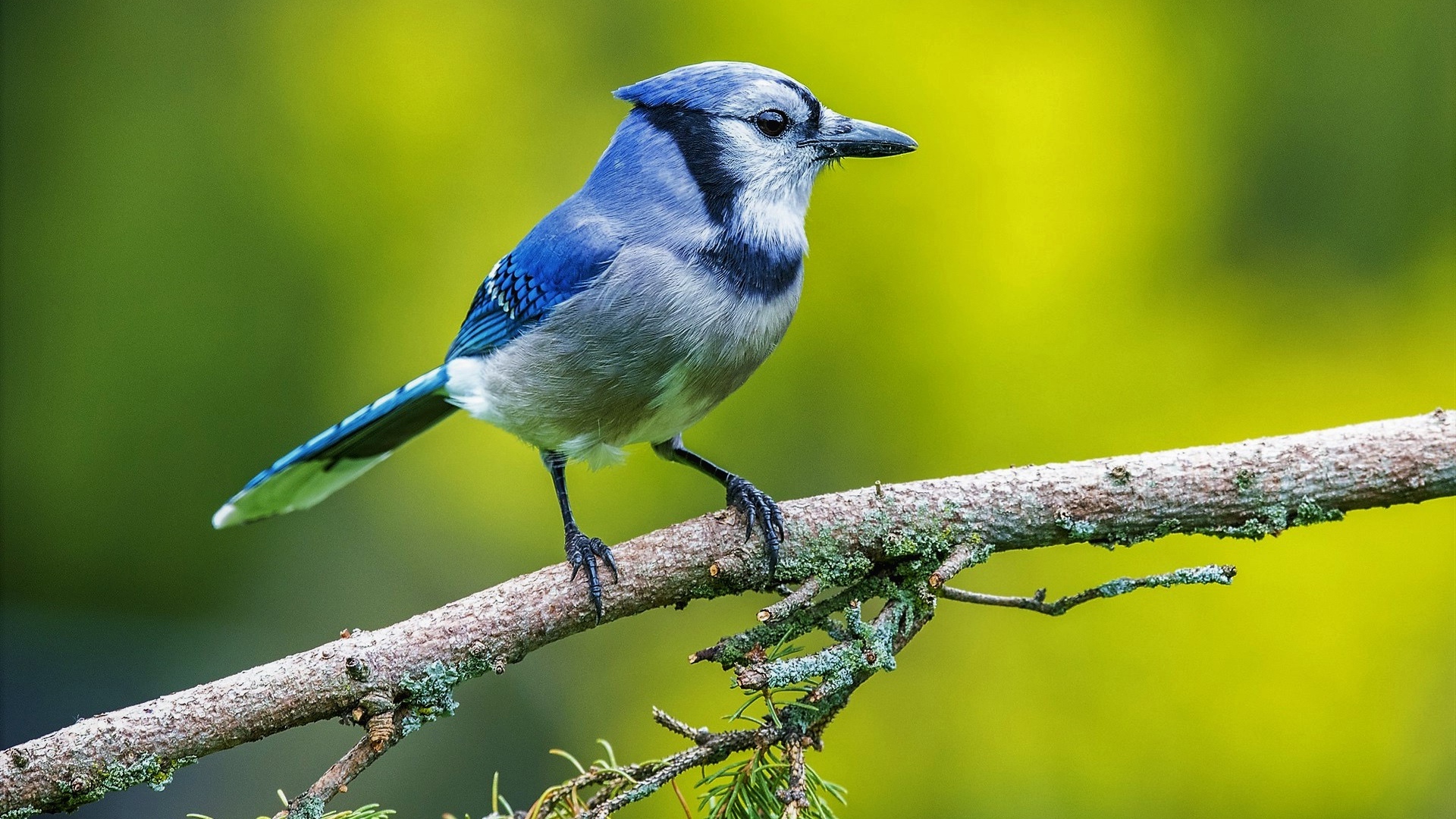 Wallpaper Passerine Bird, Blurry, Tree:1920x1080