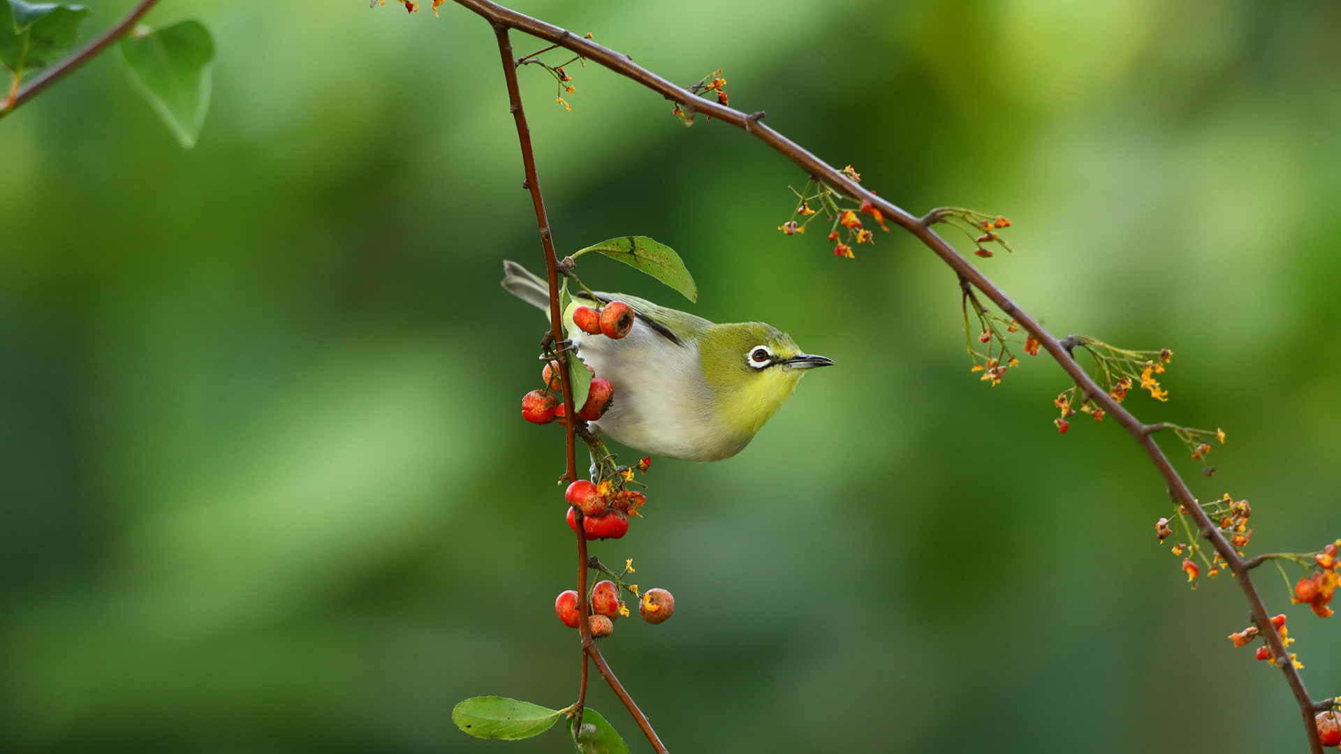 Japanese White Eye Passerine Is Sitting On Tree Branch With Blur Background HD Birds Wallpaper