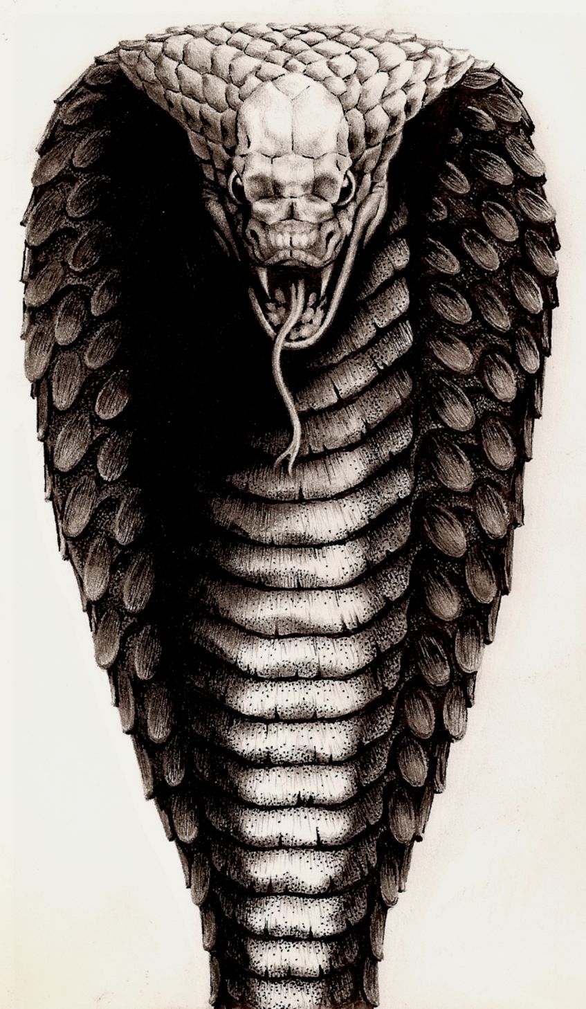 King Cobra HD Wallpaper. Cobra tattoo, King cobra tattoo, King cobra snake